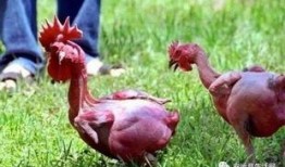 鸡的最新爆料,揭秘最新鸡类爆料背后的秘密